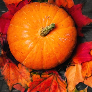  kabaklar ve sonbahar yaprakları 