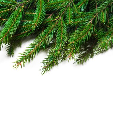 Noel kartı köknar ağacı dalı ile 