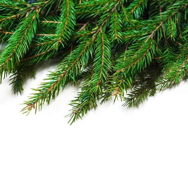 Christmas card with fir tree branch — Stock Photo, Image
