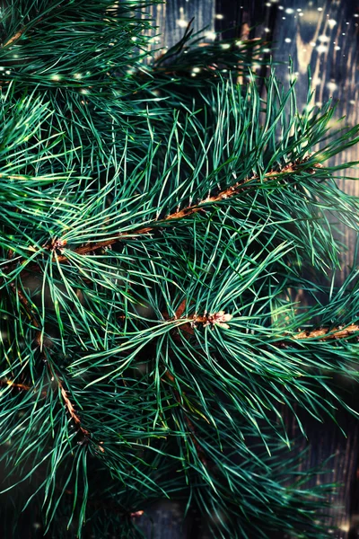 Zbliżenie z Boże Narodzenie drzewo gałąź — Zdjęcie stockowe