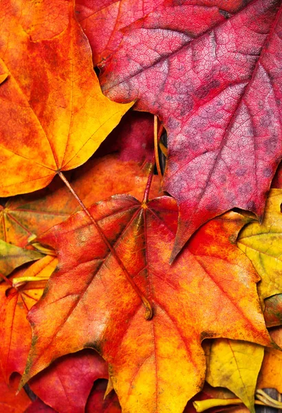 Herbstliche Ahornblätter Stockbild