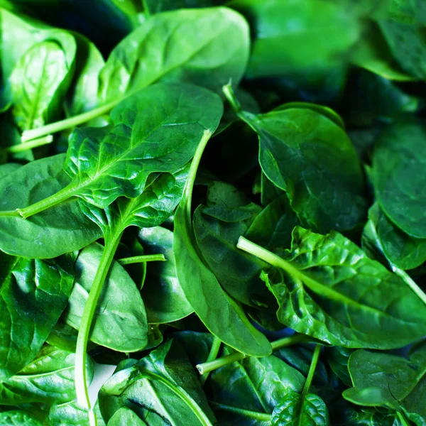 Taze yeşil bebek ıspanak yaprakları
