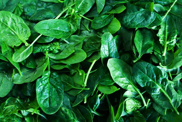 Fresh green baby spinach leaves — Stock Photo, Image