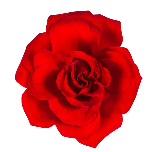 Rote Rosenblüte — Stockfoto