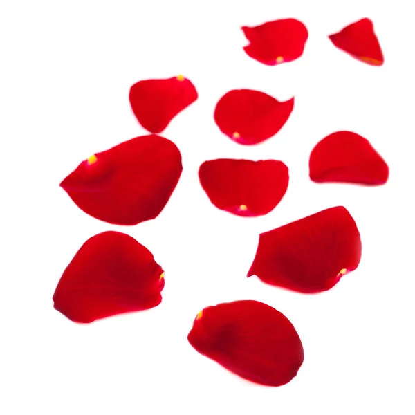 Red Rose petals — Stock Photo, Image