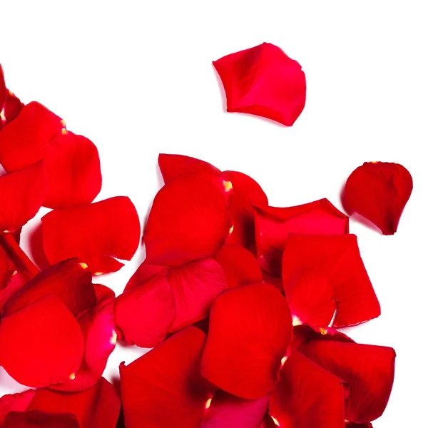 Röda rosenblad bakgrund — Stockfoto