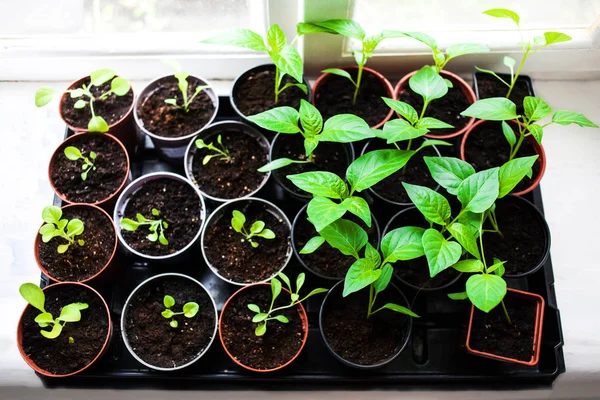 Plántulas en primavera en alféizar de ventana —  Fotos de Stock