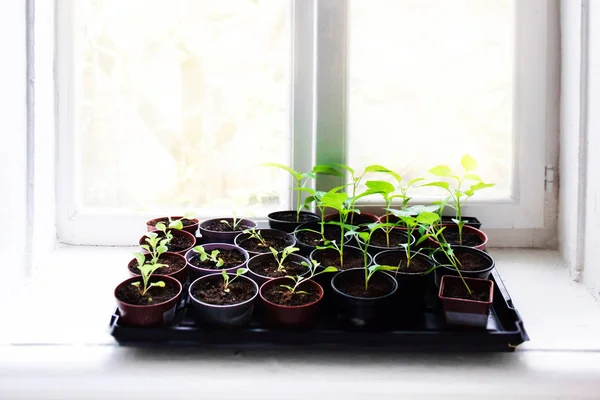 Plántulas en primavera en alféizar de ventana — Foto de Stock