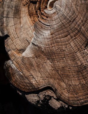 Doğal ahşap dokusu