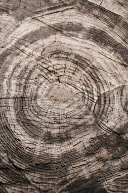 Doğal ahşap dokusu