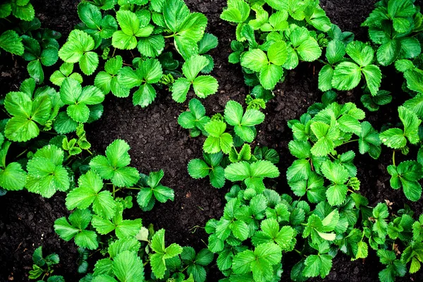 Piantina di semenzaio che cresce nel suolo — Foto Stock