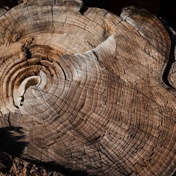 Struktura přírodního dřeva — Stock fotografie