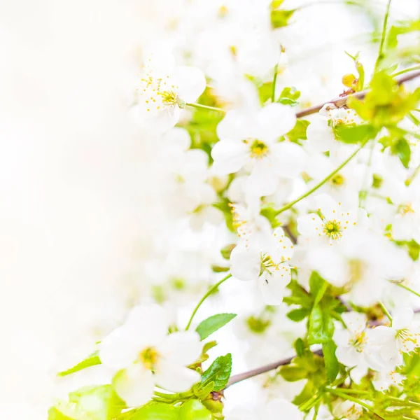 Primavera flores blancas — Foto de Stock