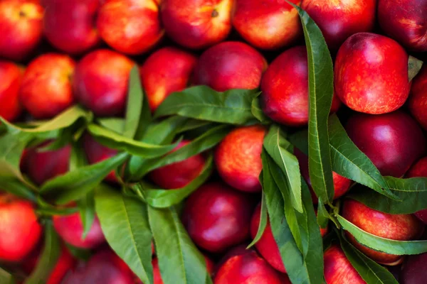 Fresh organic nectarine  fruits — Stock Photo, Image