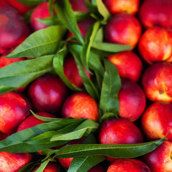 Fresh organic nectarine  fruits — Stock Photo, Image