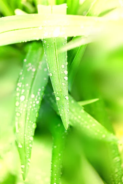 Hierba verde fresca de primavera — Foto de Stock