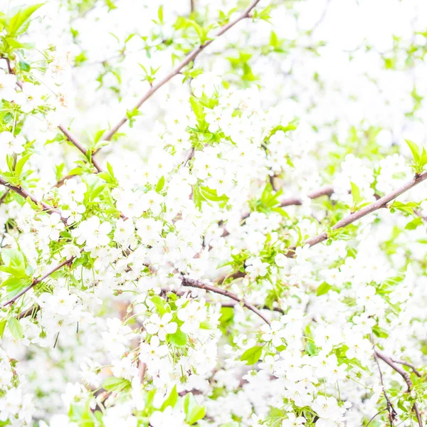 Blooming tree and sun flare — Stock Photo, Image