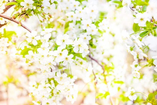 Floración del árbol y el sol destello — Foto de Stock
