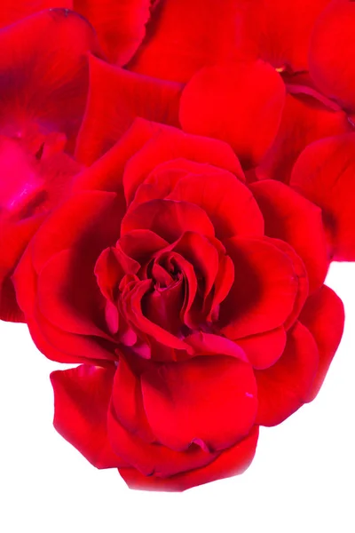 Red rose petals — Stock Photo, Image