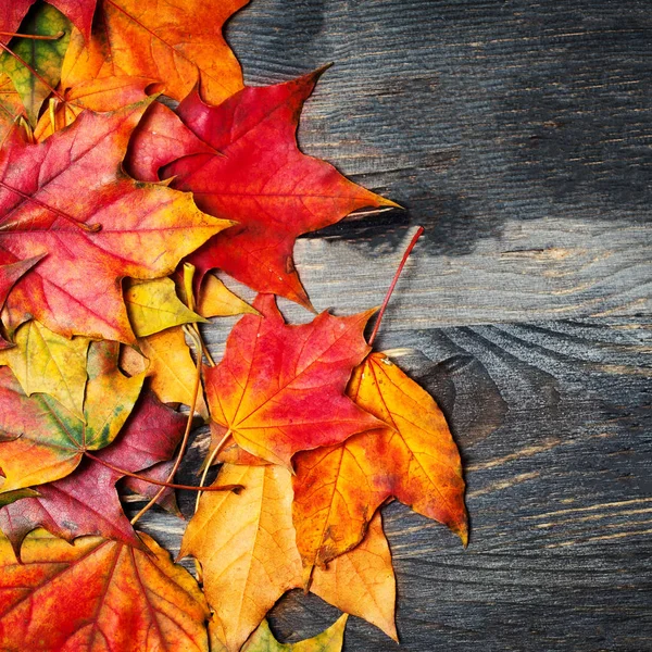 Hojas de arce de otoño — Foto de Stock