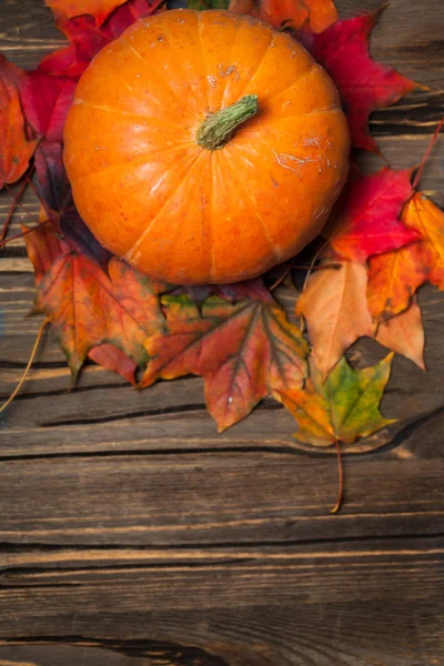 Calabaza de otoño y hojas doradas —  Fotos de Stock