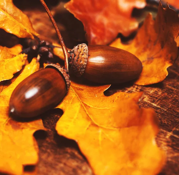 Hojas de otoño con bellotas — Foto de Stock