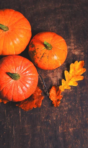 Herfst pompoen dankzegging achtergrond — Stockfoto