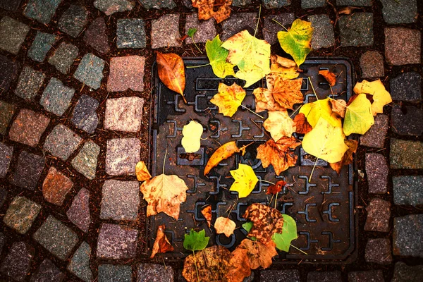 Autumn colorful leaves — Stock Photo, Image
