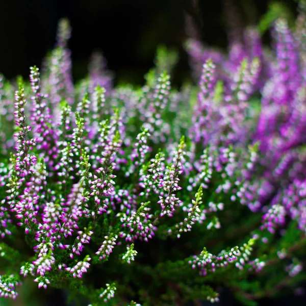 Close-up van bedektzadigen Heide — Stockfoto