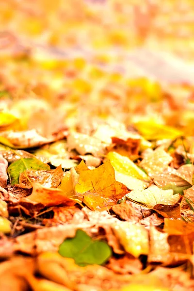 Autumn background with maple leaves — Stock Photo, Image