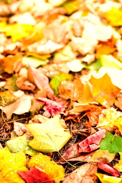 Autumn background with maple leaves — Stock Photo, Image