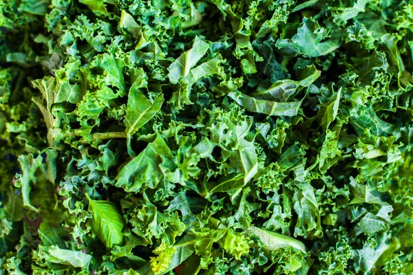 新鮮な緑のキャベツ サラダの葉 — ストック写真