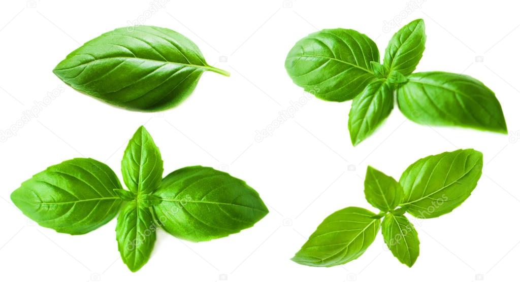 Set of Basil leaves