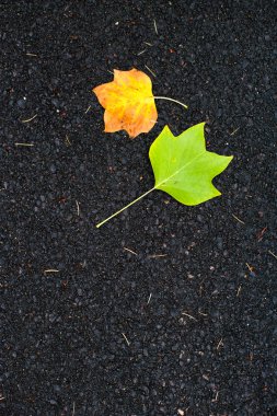 Sarı akçaağaç yaprakları üzerinde siyah Asfalt döşeme