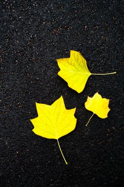 Sonbahar arka plan - sarı akçaağaç yaprakları 