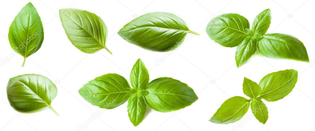 Set of Basil leaves