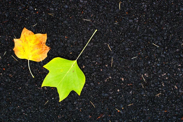 Sarı akçaağaç yaprakları