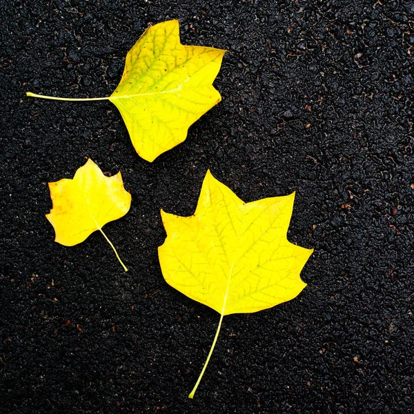 Sarı akçaağaç yaprakları 