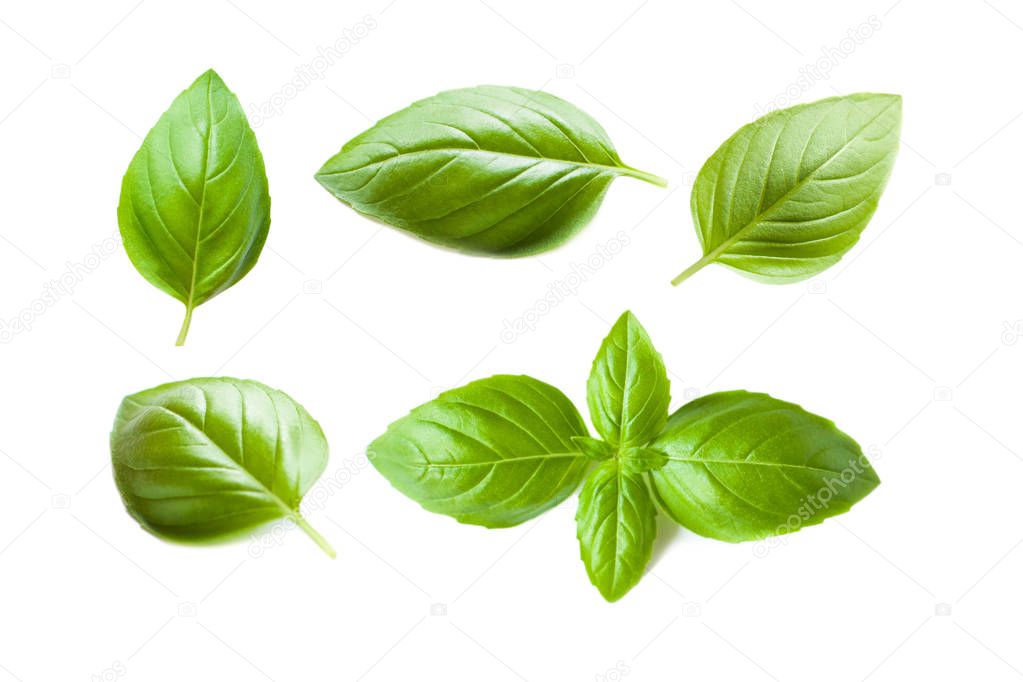 Set of Fresh Basil leaves