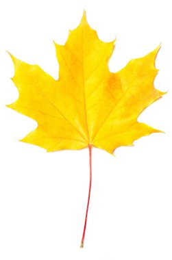 Isolated autumn yellow leaf on white background. Autumnal foliage  design  for posters, banners, flyers, wallpaper clipart