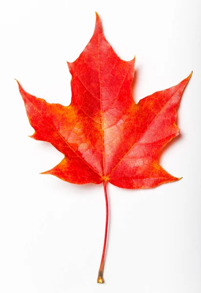 Isolated Autumn Red Leaf White Background Autumnal Foliage Design Posters — Stock Photo, Image