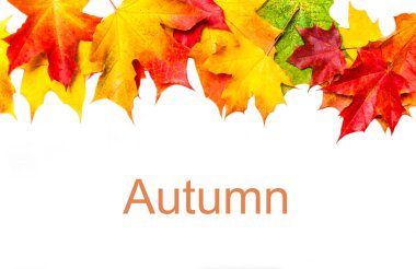 Akçaağaç sonbahar kompozisyonu üzerinde izole beyaz arka plan bırakır. Güzel sonbahar arka plan kopya alanı ile. Düz yatıyordu, en iyi görünümü