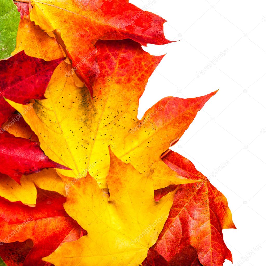 Autumn composition with maple leaves isolated on white background. Beautiful Autumn background with copyspace. 