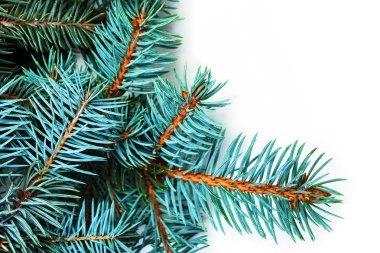 Firavun ağacı dalları