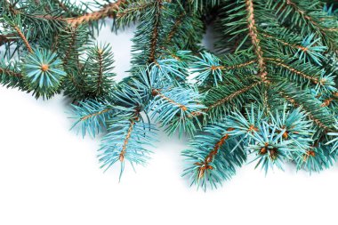 Firavun ağacı dalları