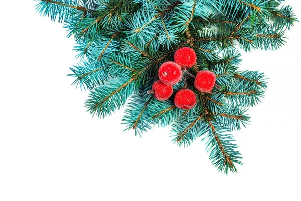 Fir tree branches — Stock Photo, Image