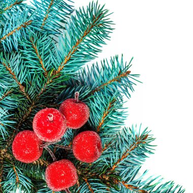 Firavun ağacı dalları