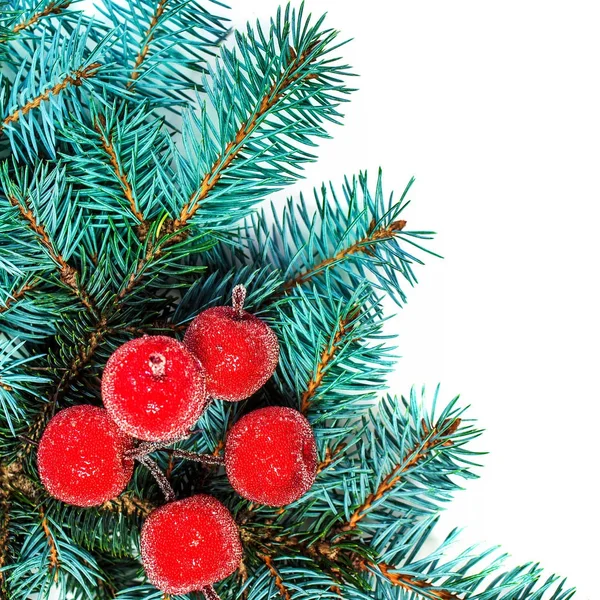 Fir tree branches — Stock Photo, Image