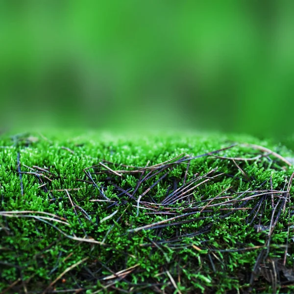 Textura Hierba Verde Para Fondo Con Musgo Del Bosque Concepto — Foto de Stock