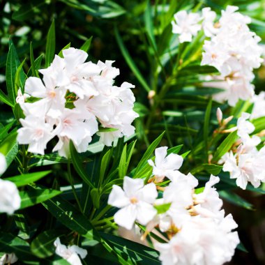 Güzel ızgara beyaz çiçekler açık yeşil yapraklarla. Demet çiçek